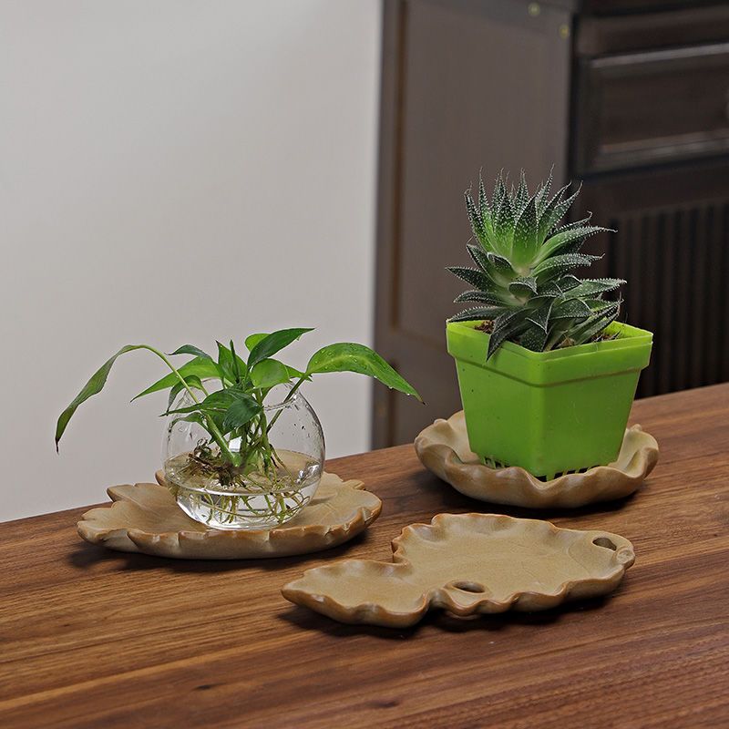 Brazilian Wood Hydroponic Plan - Drip Tray Saucer review and price
