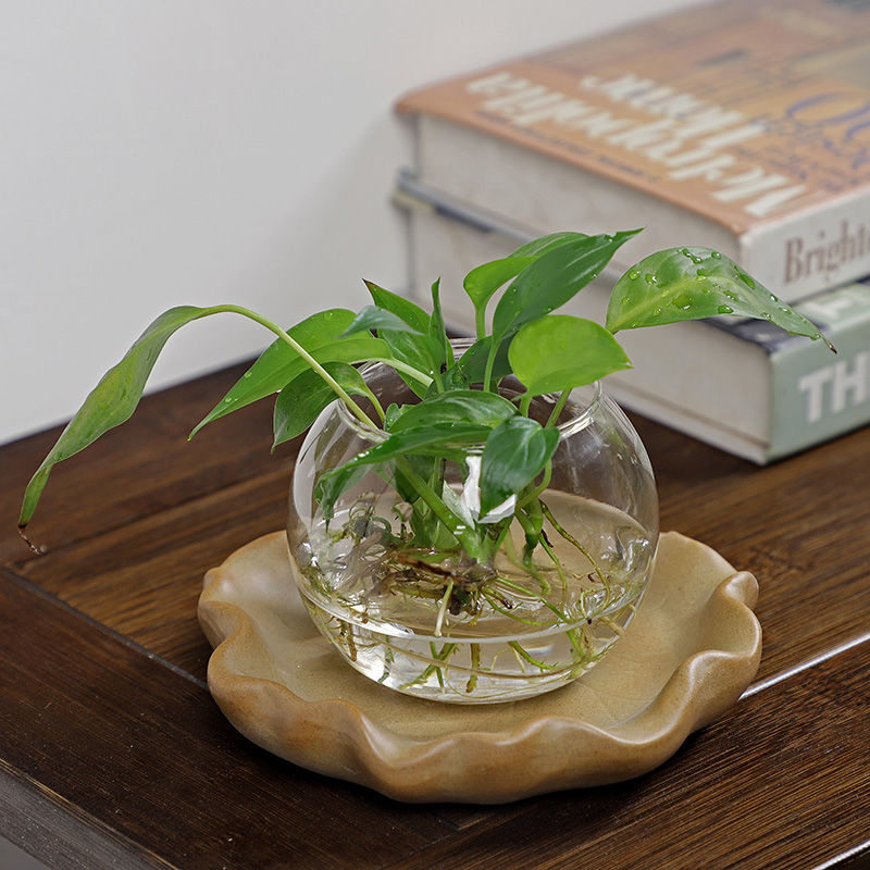 Brazilian Wood Hydroponic Plan - Drip Tray Saucer review and price