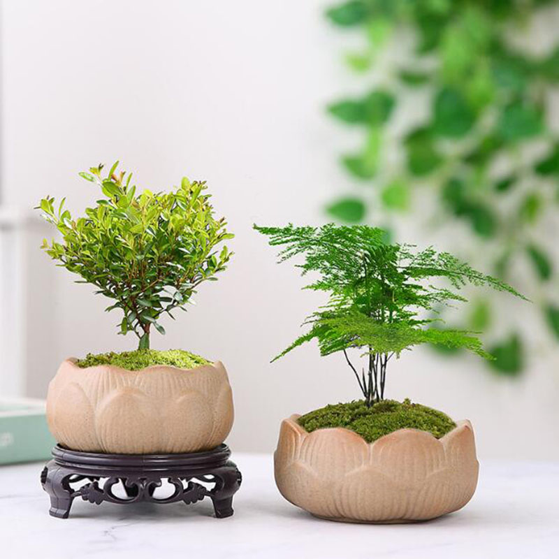 Coarse Pottery Lotus Green Pla - Bonsai Garden Art review and price